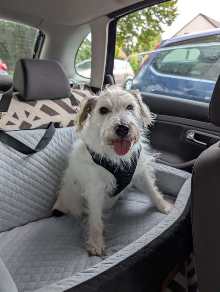 Hundetreffen-Spieltreffen für Senioren-Profilbild