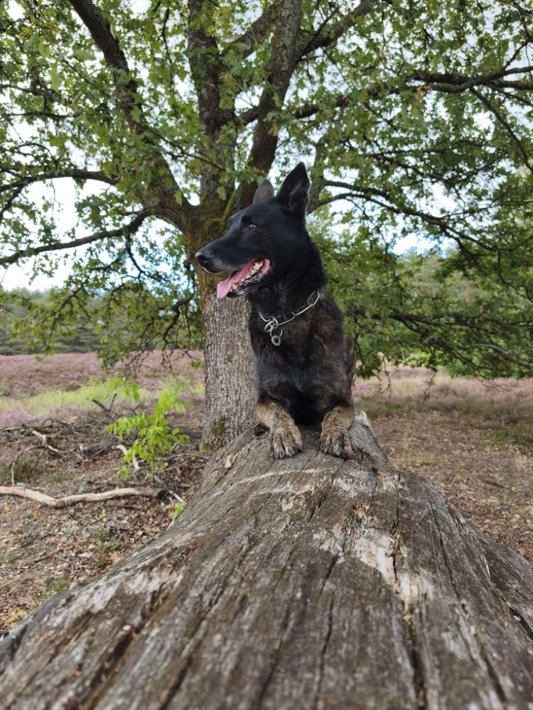 Hundetreffen-Neue Freunde finden-Profilbild