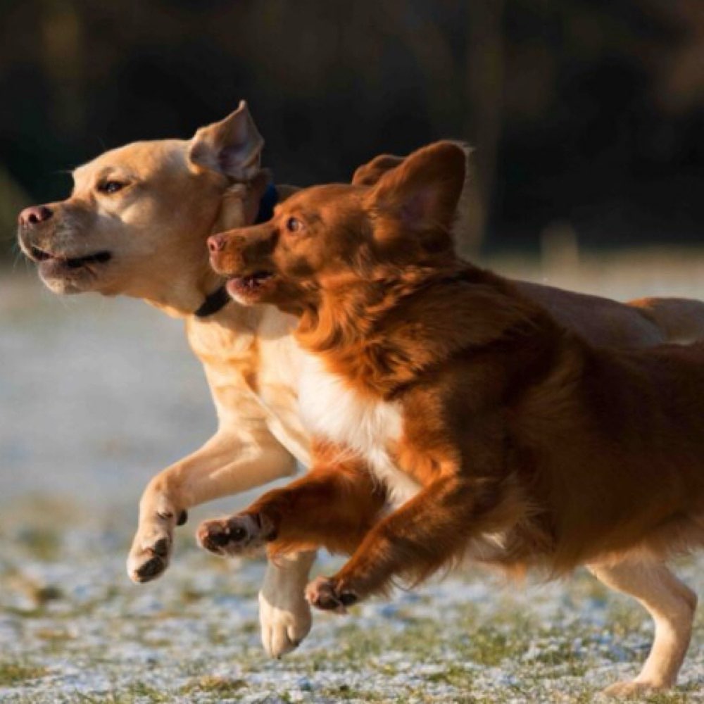 Hundetreffen-Hundetreffen in Leipzig (vorzugsweise im Süden)-Profilbild