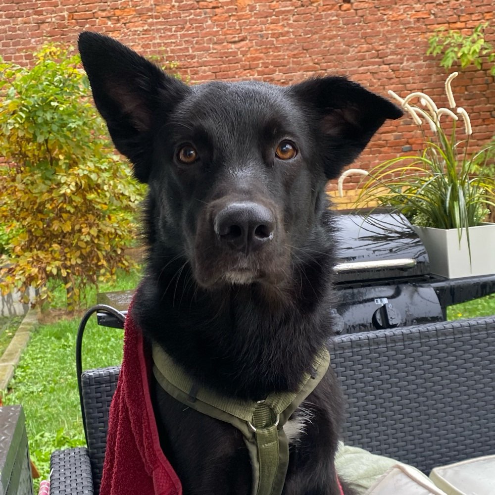 Hundetreffen-Hundetreffen zum spielen und toben im Leipziger Süden (vorzugsweise)-Profilbild