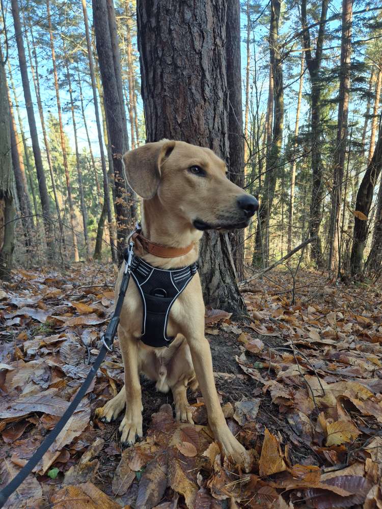 Hundetreffen-Spaziergang oder Spieltreffen-Profilbild