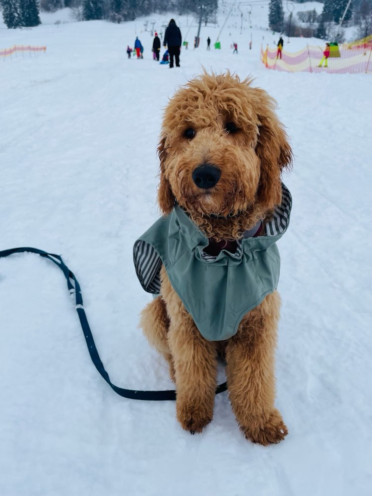 Hundetreffen-Junghund sucht Spielpartner-Profilbild