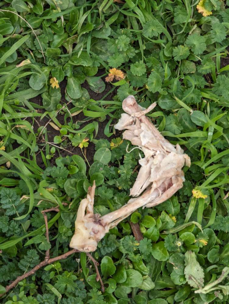 Giftköder-Achtung Fleischreste Huhn mit Knochen-Profilbild