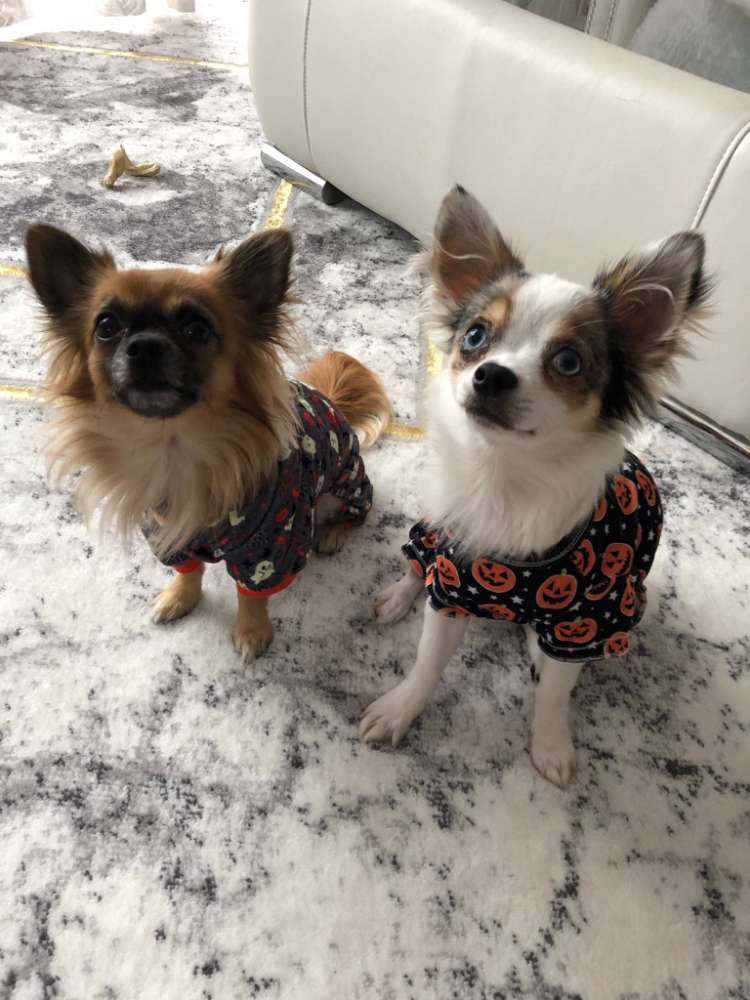 Hundetreffen-Chihuahua and other tiny dog playdate-Profilbild