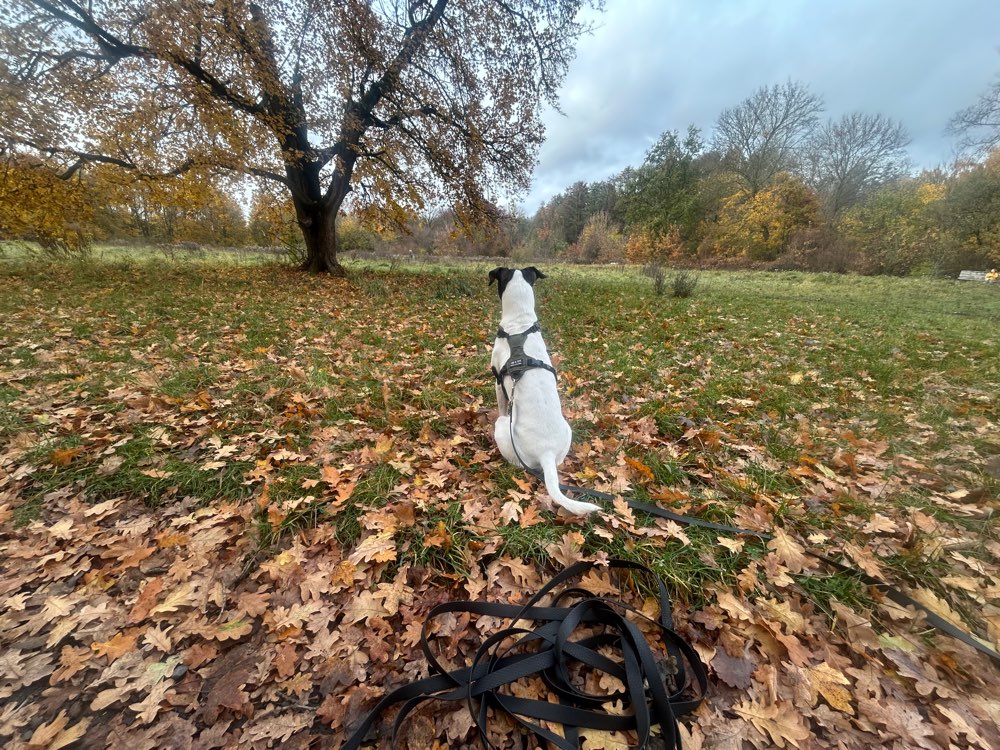Hundetreffen-Wuhlheide erkunden & Playdate-Profilbild
