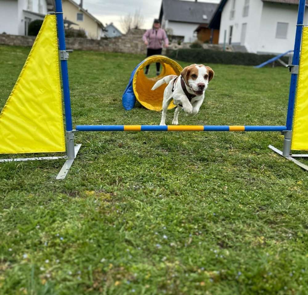 Hundetreffen-Hundeplatz zu vermieten-Profilbild