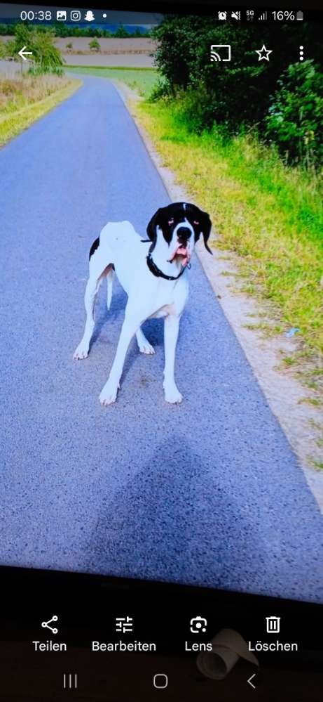 Hundetreffen-Hallo suche Dggenfreunde im Landkreis Nohfelden.-Profilbild