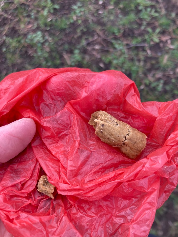 Giftköder-Futter ausgelegt-Profilbild