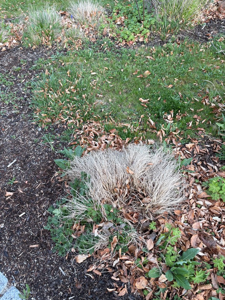 Giftköder-Giftköder - wahrscheinlich Rattengift-Profilbild