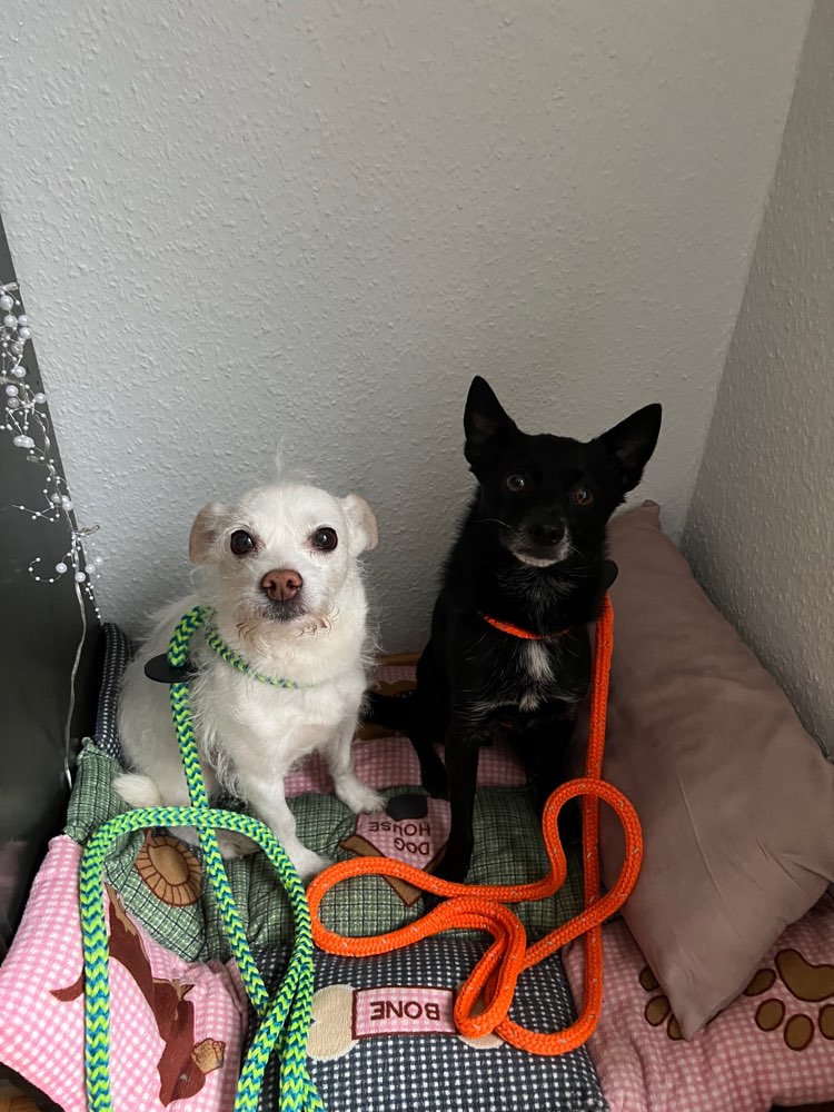 Hundetreffen-Gassigehen in Unterbach und Umgebung-Profilbild