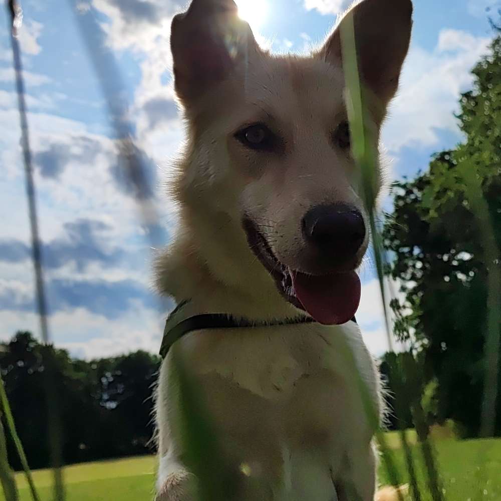 Hundetreffen-Stella ist neu hier 😊-Profilbild