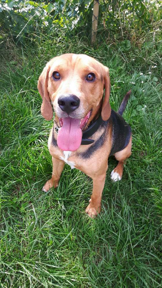 Suchmeldung-Baloo-Profilbild