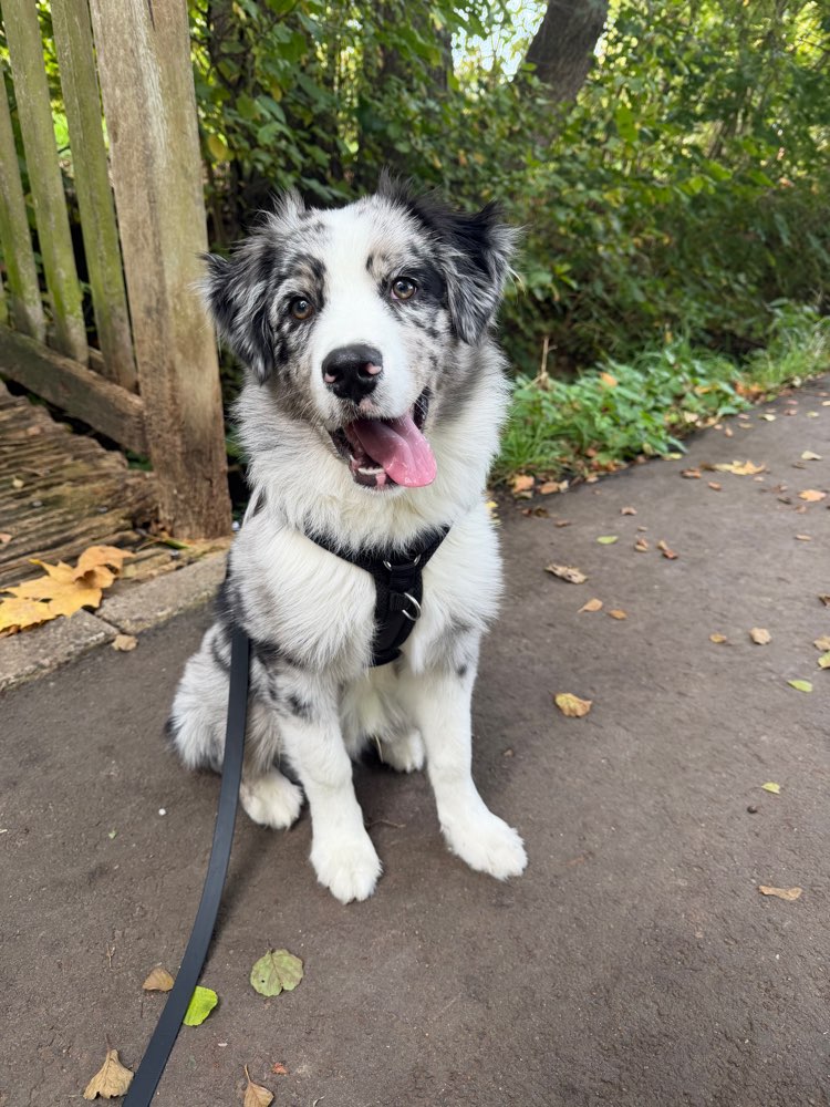 Hundetreffen-Gassifreunde gesucht!-Profilbild