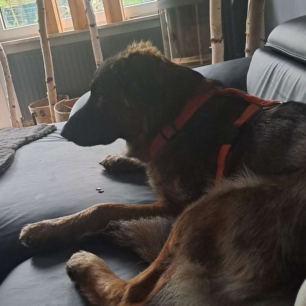 Hundetreffen-Spiele,Gassi gehen und lernen-Profilbild