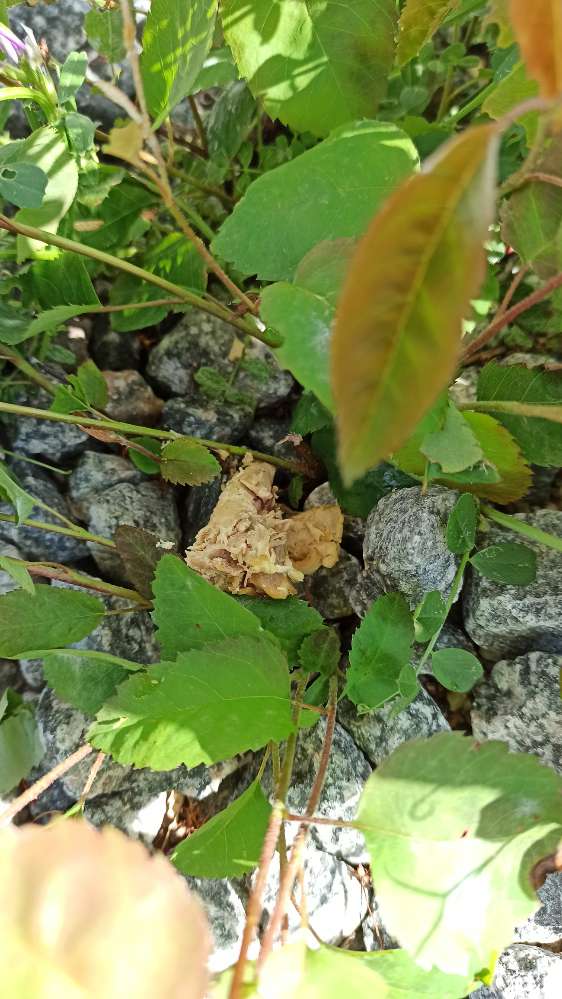 Giftköder-Vermutlich Gift im Hühnchenfleisch!-Profilbild