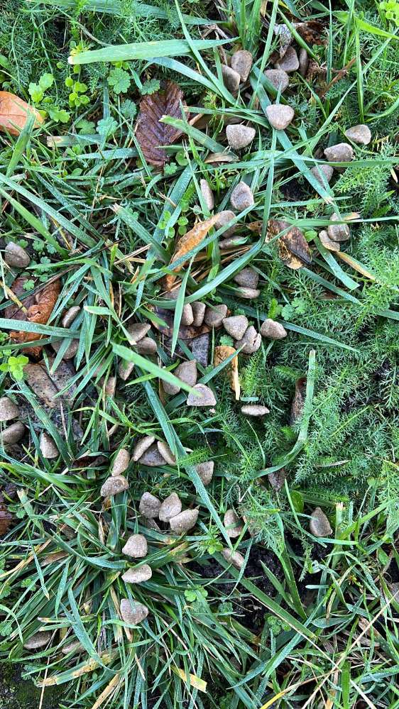 Giftköder-Giftköder Grünstreifen Konsul-Smidt-Str.-Profilbild