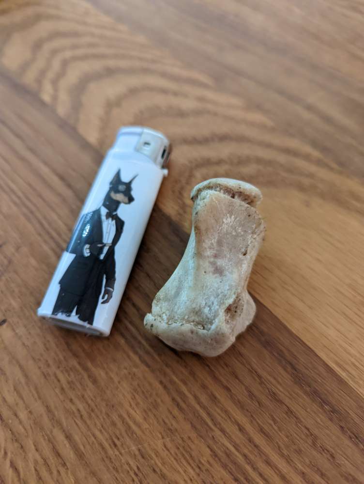 Giftköder-Knochenteile im Europa-Viertel-Profilbild