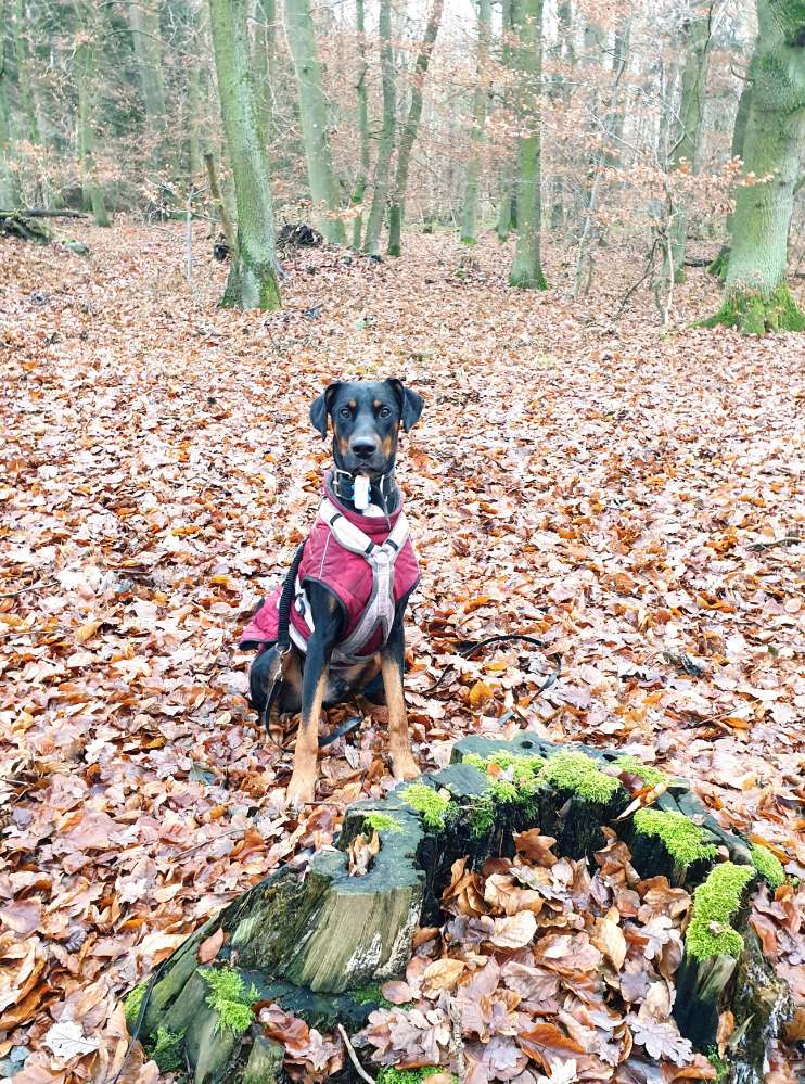 Hundetreffen-Wir suchen einen ruhigen und souveränen Hund-Profilbild