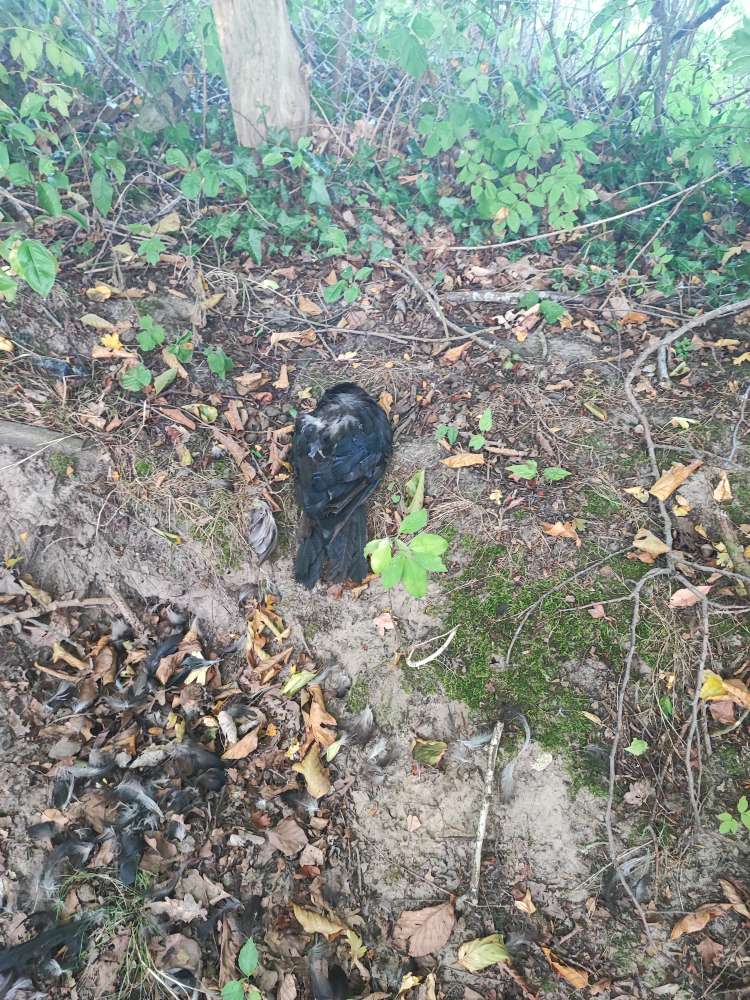 Giftköder-Immer mehr tote Vögel am Wegesrand-Profilbild