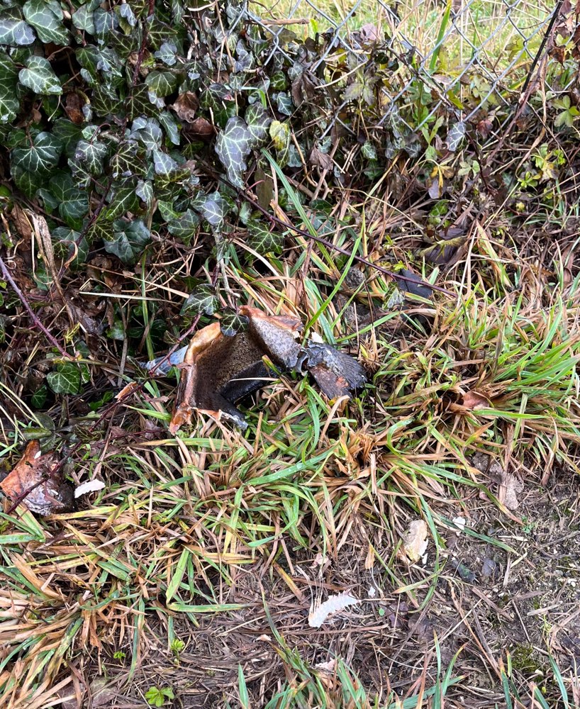 Giftköder-Vermutlich vergifteter Fisch-Profilbild