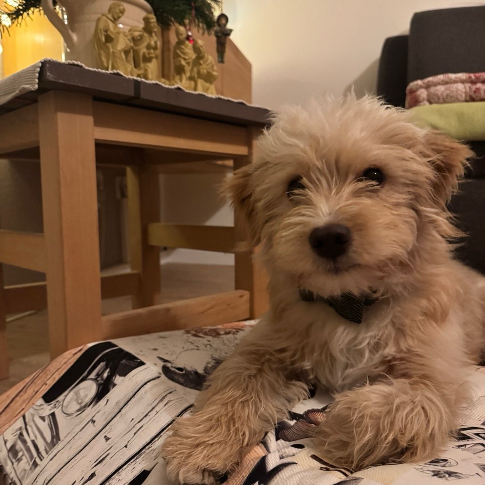 Hundetreffen-Junghund aus dem Tierschutz sucht Freunde :)-Profilbild