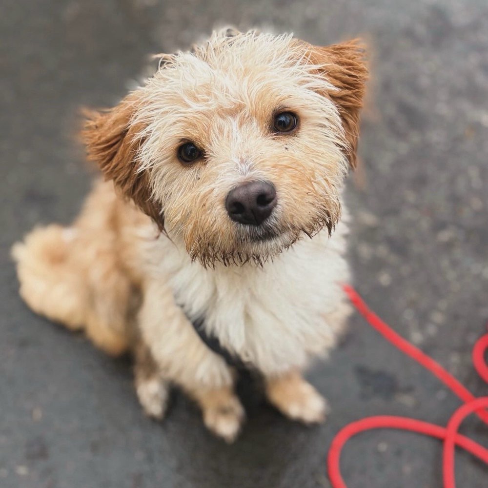 Hundetreffen-Junghund aus dem Tierschutz sucht Freunde :)-Profilbild