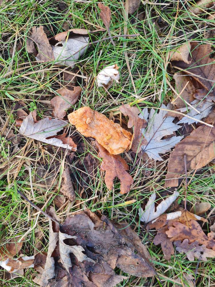 Giftköder-Evtl Giftköder-Profilbild