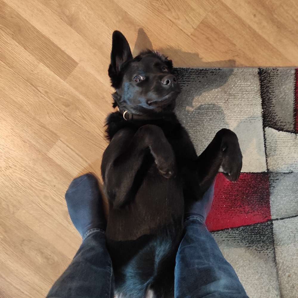 Hundetreffen-Spiel- und Trainingspartner-Profilbild