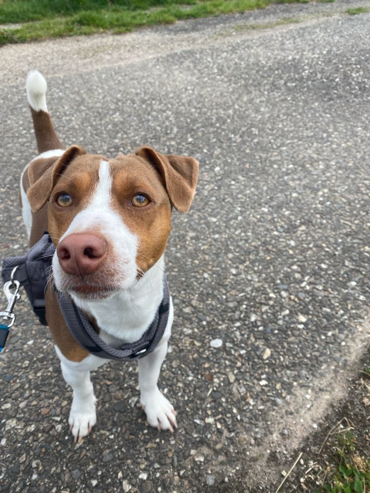 Hundetreffen-Gassi Runde-Profilbild