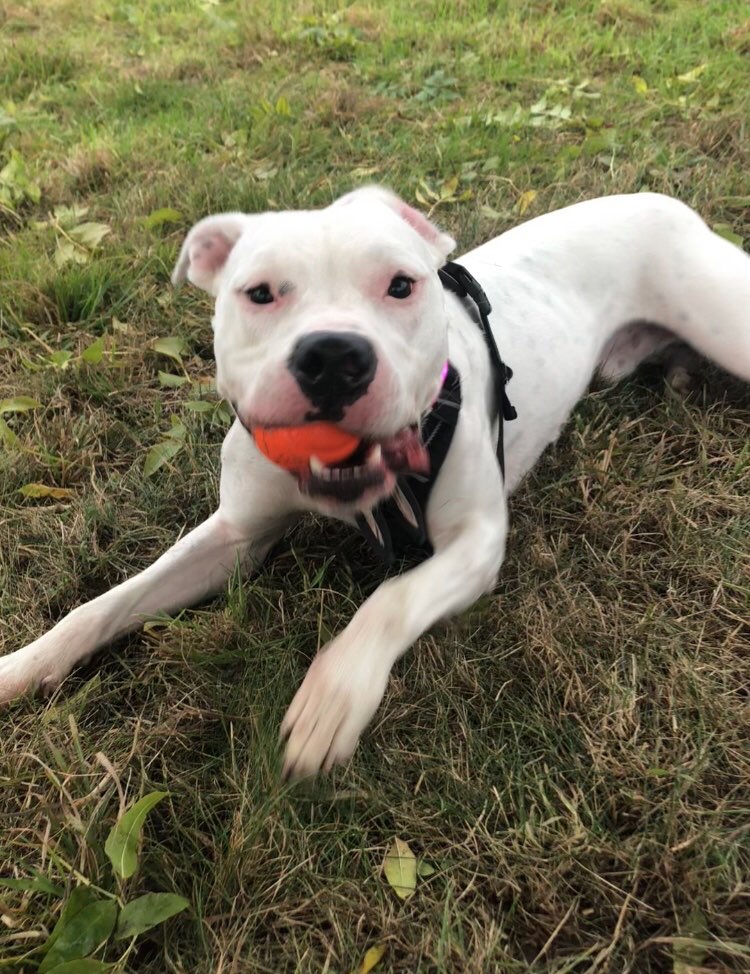 Hundetreffen-Spieltreffen im Umkreis Barnstorf-Profilbild