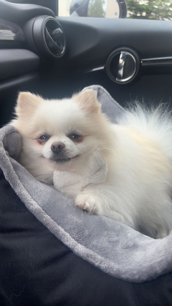 Hundetreffen-Neue Freunde gesucht 😁-Profilbild