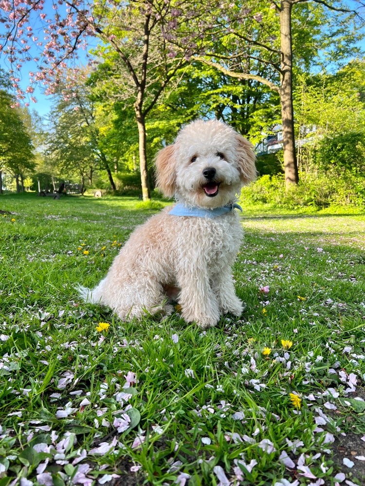 Hundetreffen-Malteser/Maltipoo/Pudel/Havaneser & co. Treffen / zum Spielen und toben gesucht-Profilbild