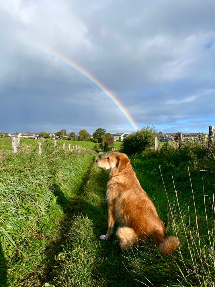 Hundetreffen-Hundebegegnung/Spielen-Profilbild