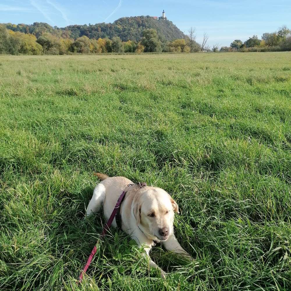 Hundetreffen-Hundefreunde gesucht...-Profilbild