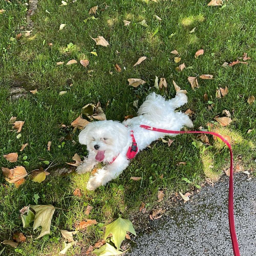 Hundetreffen-Freund zum Spielen und für Gassirunden gesucht-Profilbild