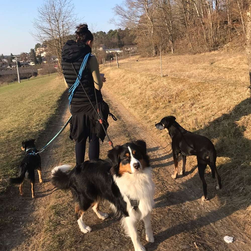 Hundetreffen-Gassirunde-Profilbild