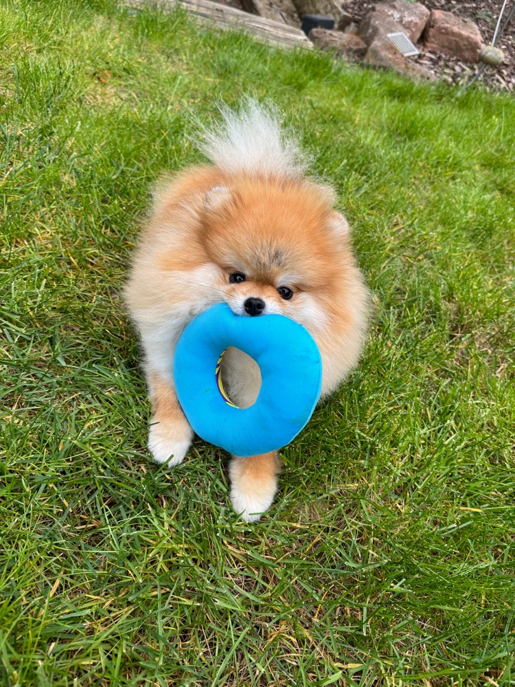 Hundetreffen-Hundetreffen in Budenheim-Profilbild