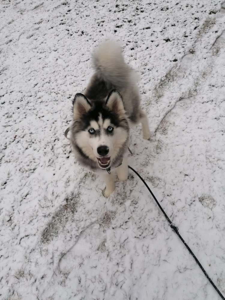 Hundetreffen-Adorf Vogtland-Profilbild