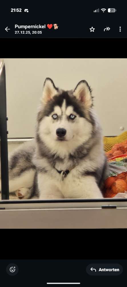 Hundetreffen-Gassierunden (ruhe in den Hund bringen) und Zugsport-Profilbild