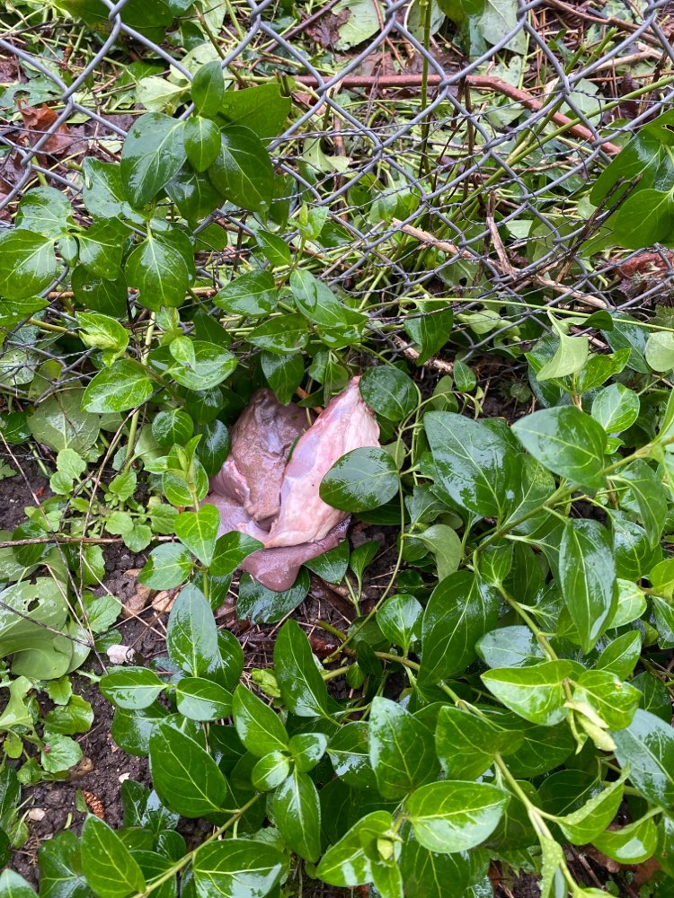 Giftköder-Vermutlich Giftköder-Profilbild