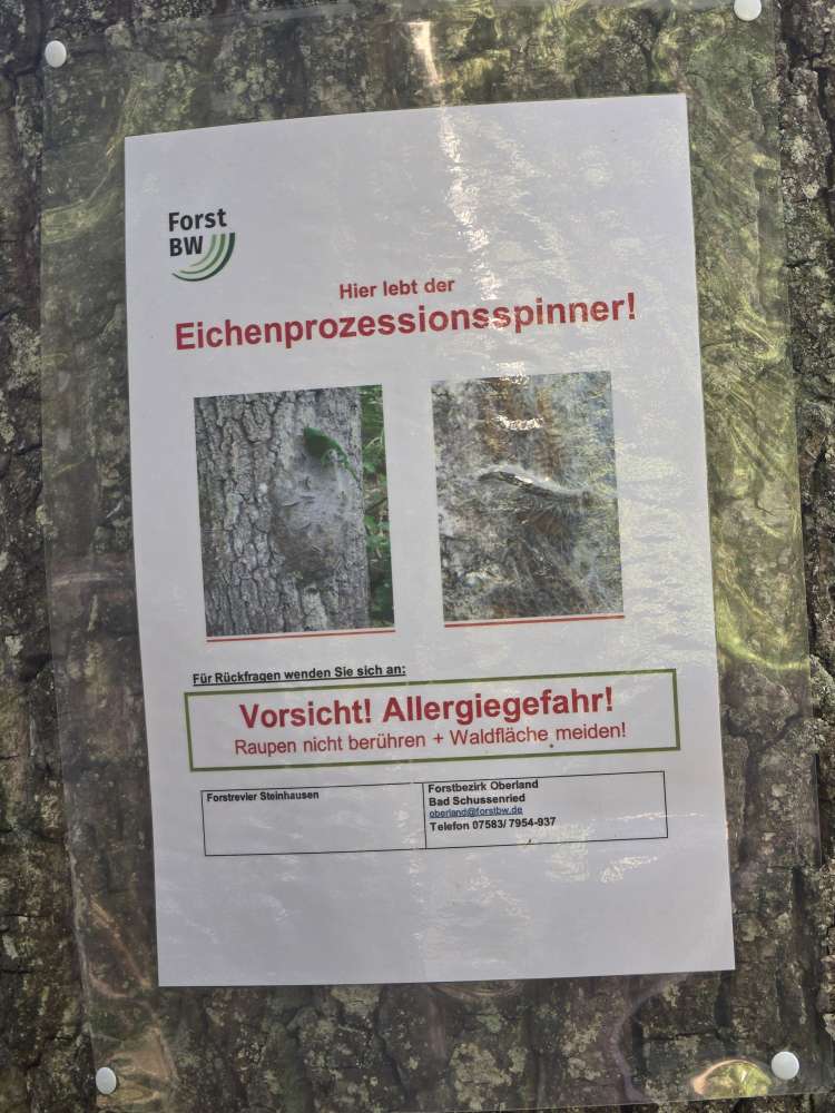 Giftköder-Eichenprozessionsspinner-Profilbild