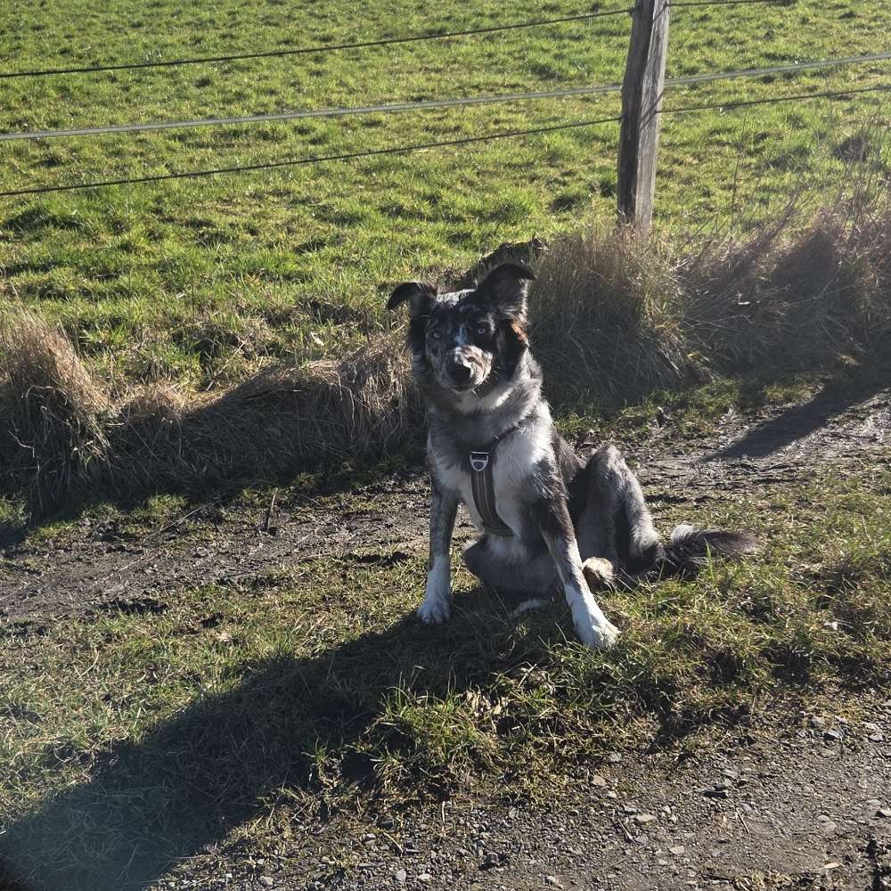 Hundetreffen-Waldspaziergang-Profilbild