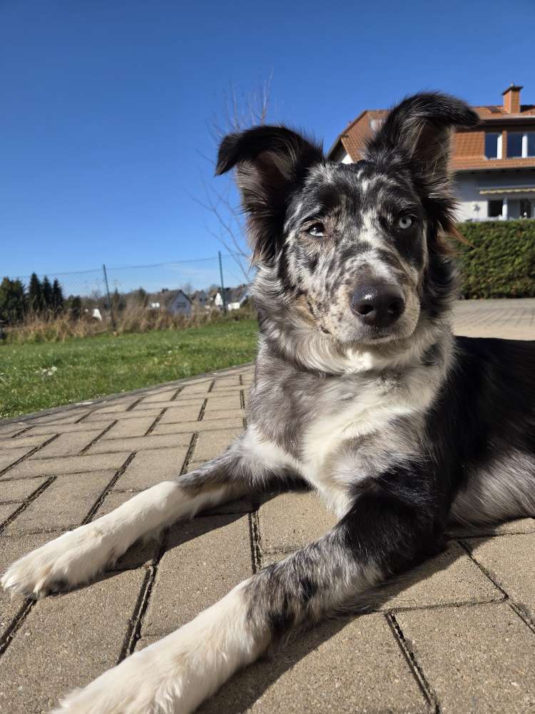 Hundetreffen-Playdate/ Gassirunde-Profilbild