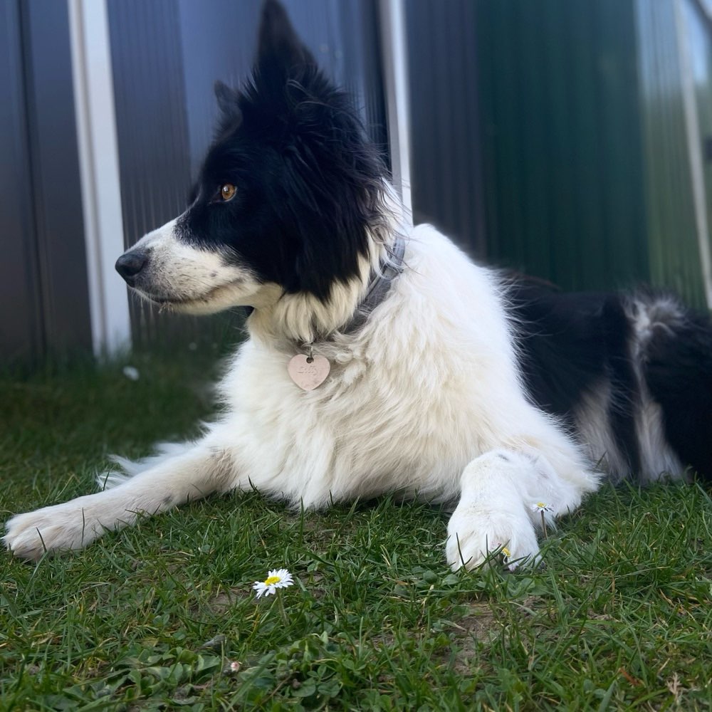 Hundetreffen-Spielen und spazieren mit Lilly-Profilbild