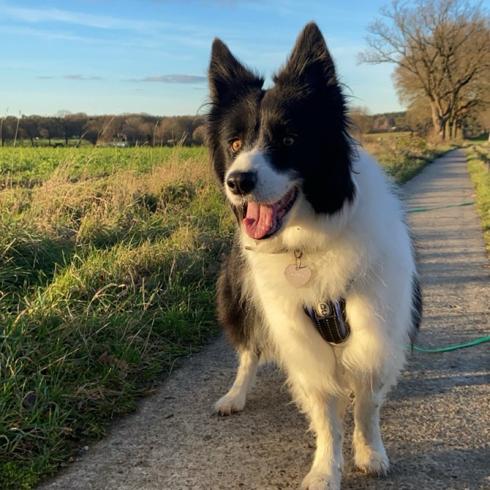 Hundetreffen-Spielen und spazieren mit Lilly-Profilbild