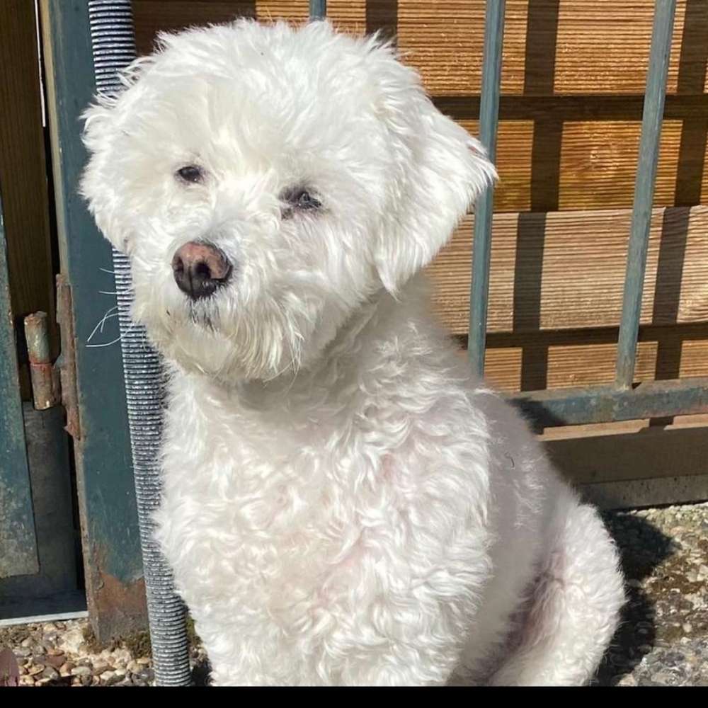 Hundetreffen-Gassigehen,Spielrunde mit anderen Junghunden-Profilbild