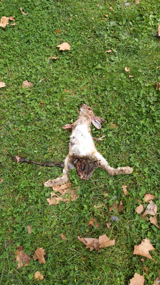 Giftköder-Tote Hasen-Profilbild