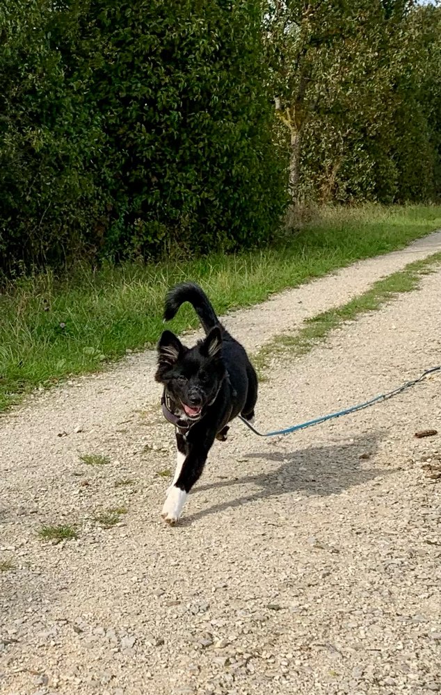 Hundetreffen-Welpen / Junghunde zum Spielen und Training-Profilbild