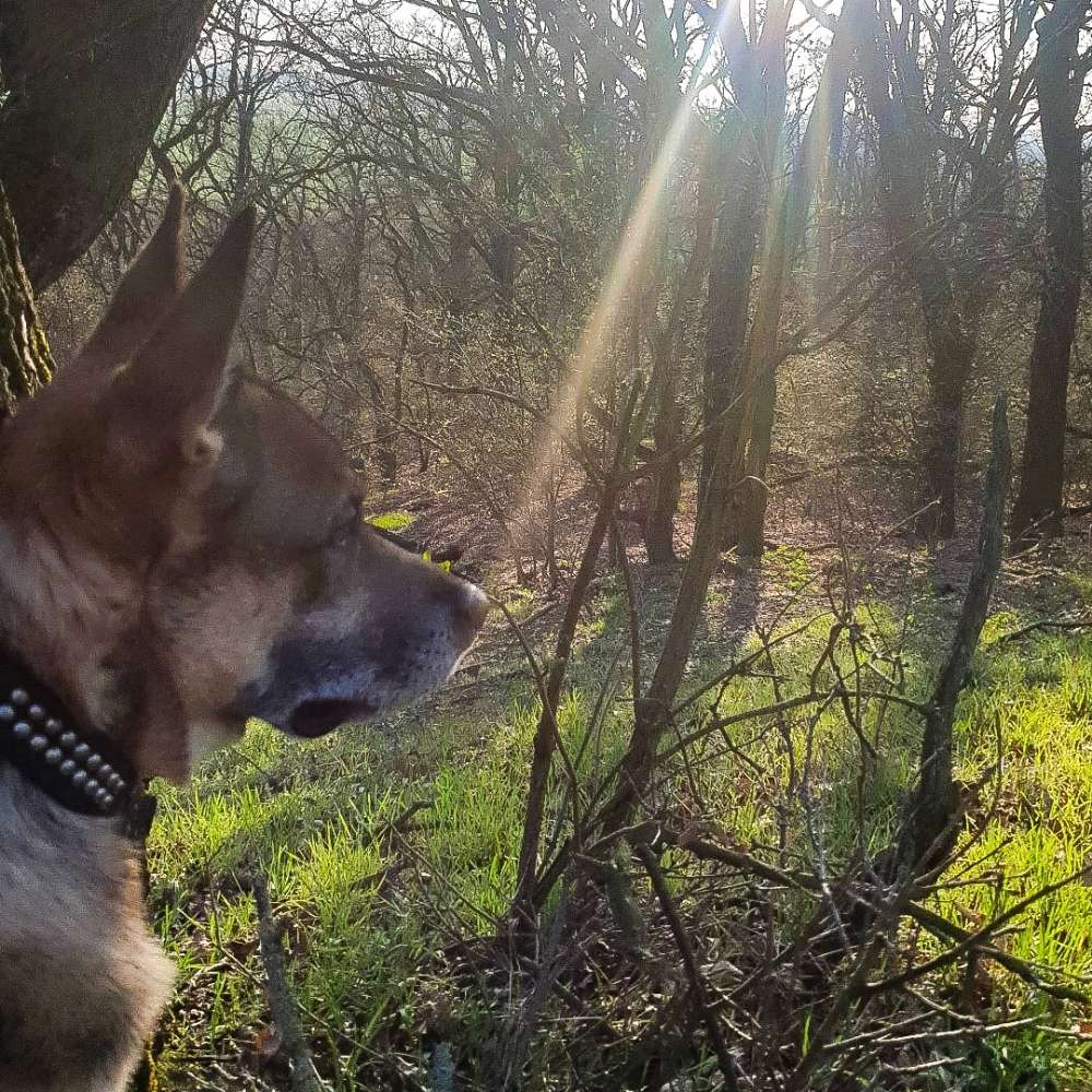 Hundetreffen-Spielrunde/gemeinsames Gassi mit entspannten Hunden gesucht-Profilbild