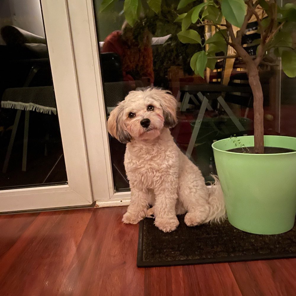 Hundetreffen-Wer spielt mal mit mir-Profilbild